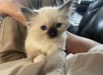 Susan - Ragdoll Kitten For Sale - 
