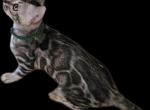 SILVER Male and Females Bengal Kittens - Bengal Kitten For Sale - 