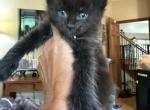 Maine Coon BOYS - Maine Coon Kitten For Sale - Waukesha&comma; WI&comma; US
