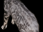 GORGEOUS SILVER Female Bengal Kittens - Bengal Kitten For Sale - MI&comma; US