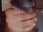 Razyiere and Kyriee - Domestic Kitten For Adoption - Okeechobee&comma; FL&comma; US
