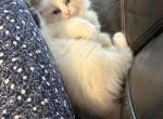 Stellla - Ragdoll Kitten For Sale - San Diego&comma; CA&comma; US