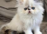 Bella - Persian Kitten For Sale - 