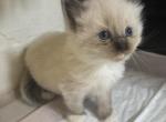 Bixy - Ragdoll Kitten For Sale - Riverside&comma; CA&comma; US