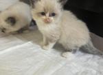 Bibi - Ragdoll Kitten For Sale - Riverside&comma; CA&comma; US