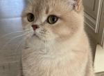 British lilac chinchilla - British Shorthair Cat For Sale - Staten Island&comma; NY&comma; US