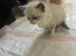 Oli - Ragdoll Kitten For Sale - West Covina&comma; CA&comma; US