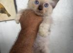 Susan - Ragdoll Cat For Sale - 