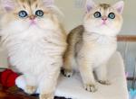 Golden British Brother and sister - Brazilian Shorthair Kitten For Sale - Queen City&comma; VT&comma; US