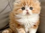 Pikachu - Persian Kitten For Sale - Middleborough&comma; MA&comma; US