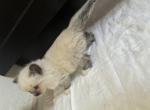 Bixy - Ragdoll Kitten For Sale - West Covina&comma; CA&comma; US