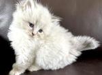 MATEO - Siberian Kitten For Sale - Bonita Springs&comma; FL&comma; US