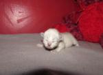 kittens deposit - Ragdoll Kitten For Sale - Beckley&comma; WV&comma; US