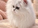Bel esprit beauties - Persian Kitten For Sale - 