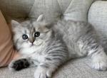 Bella - Siberian Kitten For Sale - 