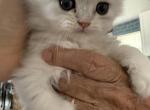 Liam - Persian Kitten For Sale - Austin&comma; TX&comma; US
