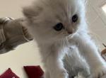 Lisa - Persian Kitten For Sale - Austin&comma; TX&comma; US