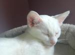 All white siamese mix - Siamese Kitten For Adoption - Danville&comma; IL&comma; US