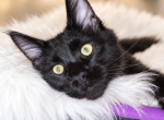 Top Show European Maine Coon Kitten WCF Pedigree - Maine Coon Kitten For Sale - 