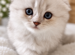 Sam - Scottish Fold Kitten For Sale - 