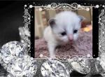 1 RESERVED 2 AVAILABLE Kats Ravishing Ragdolls - Ragdoll Kitten For Sale - 