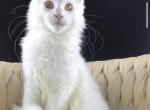 Xia - Maine Coon Kitten For Sale - Millingport&comma; NC&comma; US