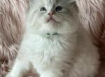 Maddie - Ragdoll Kitten For Sale - Bushnell&comma; FL&comma; US