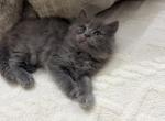 Luna - Persian Kitten For Sale - Cleveland&comma; OH&comma; US