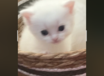 Scottish Straight Charm - Scottish Straight Kitten For Sale - 