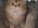 Sunny long hair - Scottish Straight Kitten For Sale - Naperville&comma; IL&comma; US