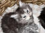 Beautiful babies - Maine Coon Kitten For Sale - Peabody&comma; MA&comma; US