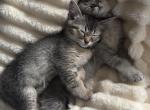 Green Collar Gary - Scottish Straight Kitten For Sale - Monticello&comma; MN&comma; US