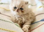 Cream Exotic Longhair - Persian Kitten For Sale - Oklahoma City&comma; OK&comma; US