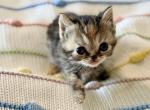 Tabby ESH - Exotic Kitten For Sale - Oklahoma City&comma; OK&comma; US