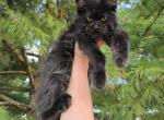 Mira and Gus - Maine Coon Kitten For Sale - Vanzant&comma; MO&comma; US