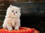 Mac - Persian Kitten For Sale - 