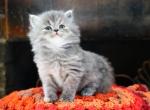 Storm - Persian Kitten For Sale - 
