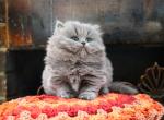 Rain - Minuet Kitten For Sale - Simpsonville&comma; SC&comma; US