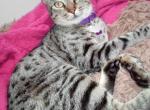 Baya - American Shorthair Cat For Adoption - Mountain View&comma; CA&comma; US