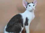Akira - Oriental Kitten For Sale - Pembroke Pines&comma; FL&comma; US