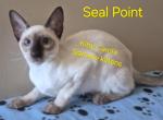 CFA registered Siamese - Siamese Kitten For Sale - Wilmington&comma; DE&comma; US