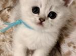 Everly - British Shorthair Kitten For Sale - OR&comma; US