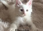 Phoebe - Maine Coon Kitten For Sale - KS&comma; US
