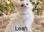 Leah - Maine Coon Kitten For Sale - KS&comma; US