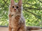 Thomas - Maine Coon Kitten For Sale - KS&comma; US