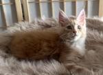 Rocky - Maine Coon Kitten For Sale - KS&comma; US