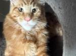 FiFi & Mittens kittens - Maine Coon Kitten For Sale - Hyde Park&comma; NY&comma; US