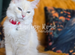 Daggers - Ragdoll Kitten For Sale - Blanchard&comma; OK&comma; US