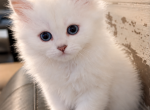 Yulia - Scottish Straight Kitten For Sale - 