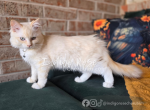 Mug - Ragdoll Kitten For Sale - Blanchard&comma; OK&comma; US